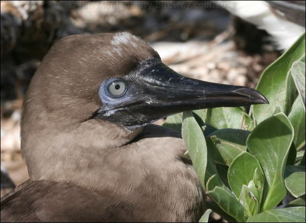 Red-footed Booby red_footed_booby_46009.psd