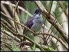 blackcap_144893