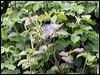 blackcap_51419