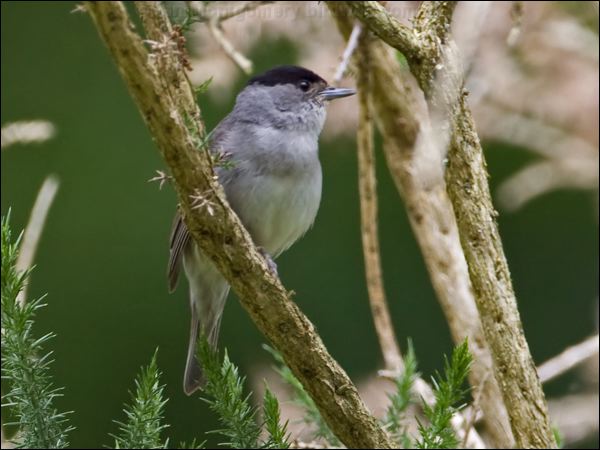 Eurasian Blackcap blackcap_144886.psd