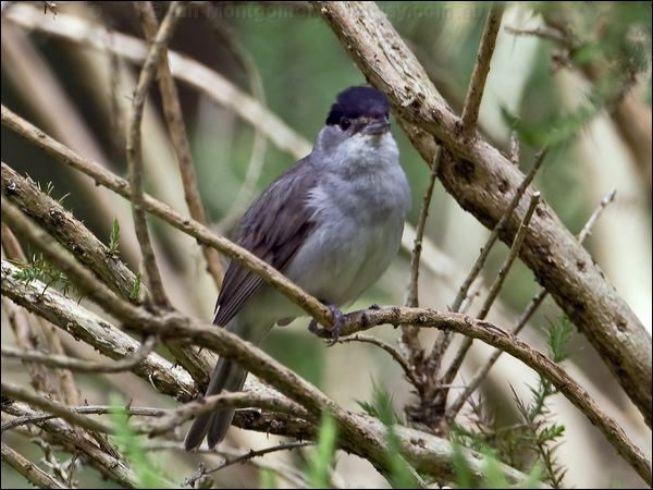 Eurasian Blackcap blackcap_144893.psd