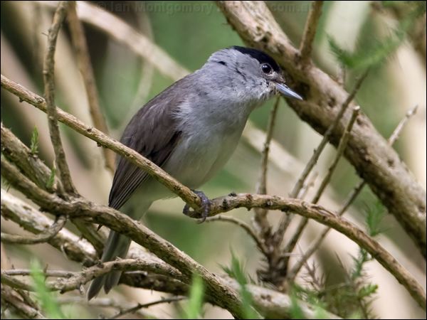 Eurasian Blackcap blackcap_144894.psd