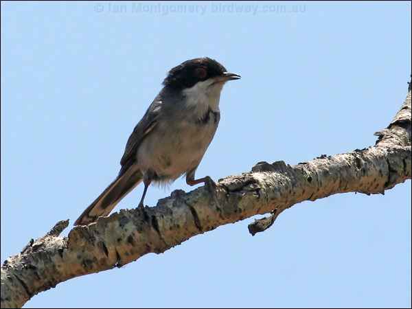 Sardinian Warbler sardinian_warbler_53755.jpg