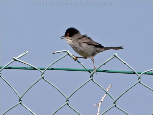 Sardinian Warbler sardinian_warbler_54252.jpg