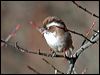 whitebrowedfulvetta_17322