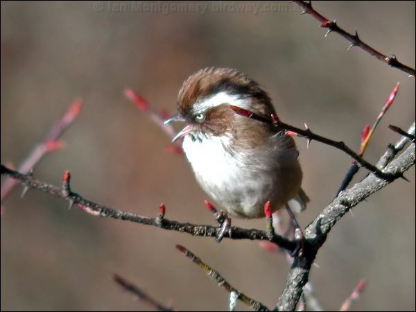 White-browed Fulvetta whitebrowedfulvetta_17322.psd