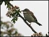 Click here to enter gallery and see photos/pictures/images of Common Whitethroat
