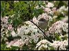 whitethroat_52798