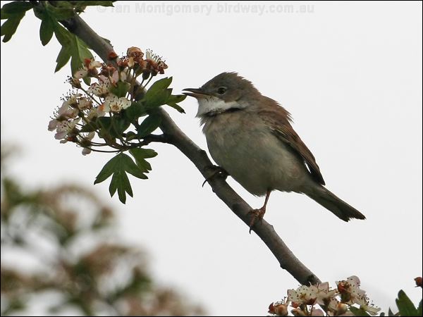 Common Whitethroat whitethroat_52785.jpg