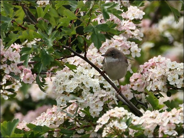 Common Whitethroat whitethroat_52798.jpg