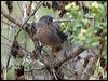 wrentit_107972