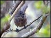 wrentit_107983