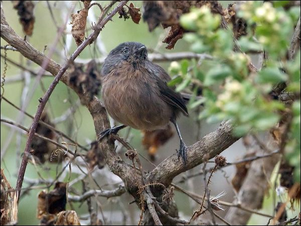 Wrentit wrentit_107972.psd