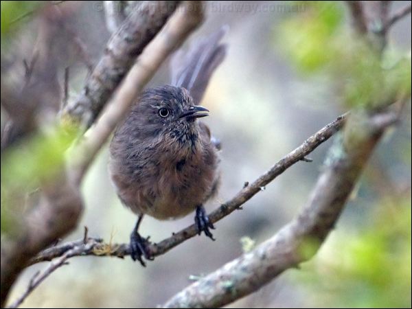 Wrentit wrentit_107983.psd