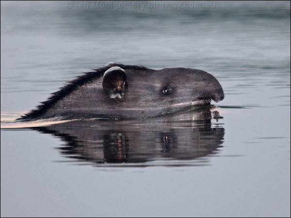 South American Tapir sth_american_tapir_202875.psd