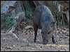 collared_peccary_203780
