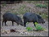 collared_peccary_203781