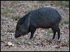 collared_peccary_203783