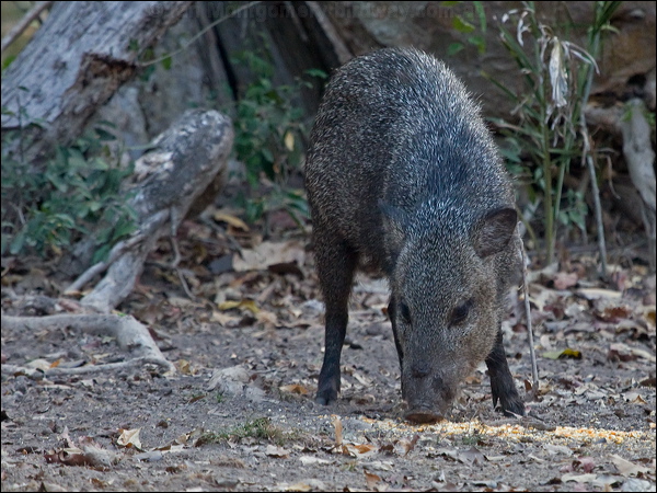 Collared Peccary collared_peccary_203780.psd