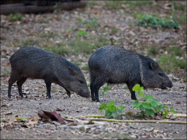 Collared Peccary collared_peccary_203781.psd