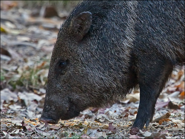 Collared Peccary collared_peccary_203782.psd