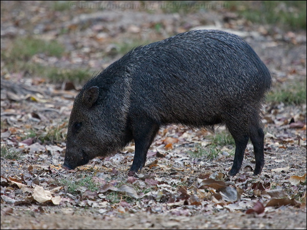 Collared Peccary collared_peccary_203783.psd