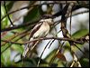 bw_flycatchershrike_55783