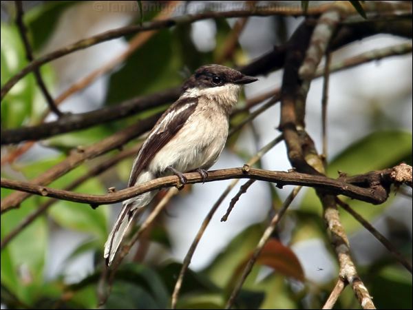 Bar-winged Flycatcher-shrike bw_flycatchershrike_55783.psd