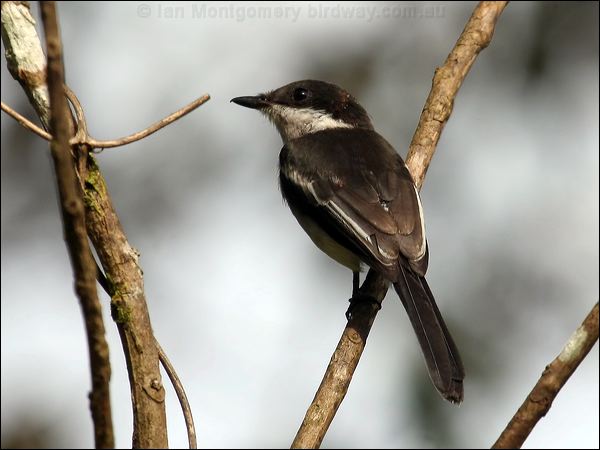 Bar-winged Flycatcher-shrike bw_flycatchershrike_55791.psd