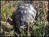 Click here to enter gallery and see photos/pictures/images of Angulate Tortoise