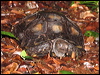 brown_tortoise_50274