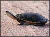 cannslongneckturtle_48184