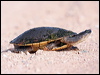 cannslongneckturtle_48190