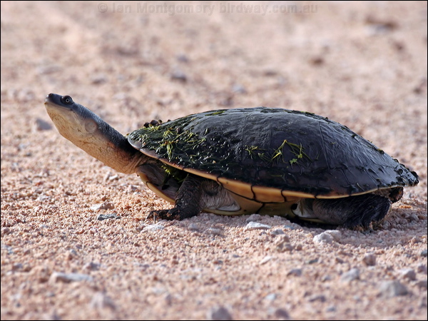 Cann's Long-necked Turtle cannslongneckturtle_48184.psd
