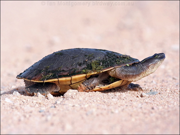 Cann's Long-necked Turtle cannslongneckturtle_48190.psd