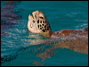 Click here to enter gallery and see photos/pictures/images of Green Turtle