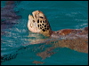 green_turtle_153833