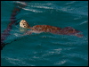 green_turtle_153834