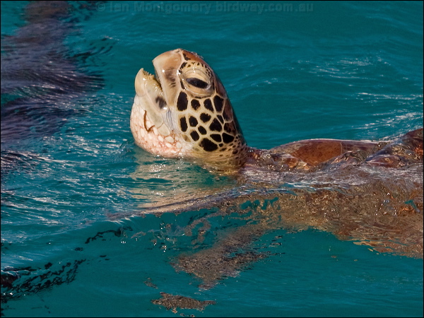 Green Turtle green_turtle_153833.psd