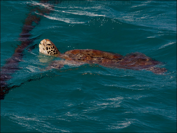 Green Turtle green_turtle_153834.psd