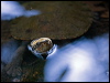 macquarie_turtle_153352