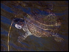 macquarie_turtle_156133