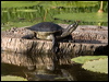 macquarie_turtle_156147