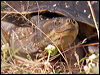 macquarie_turtle_48463