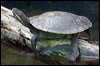 macquarie_turtle_95314