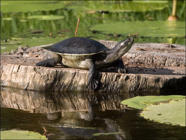 Macquarie Turtle macquarie_turtle_156147.psd