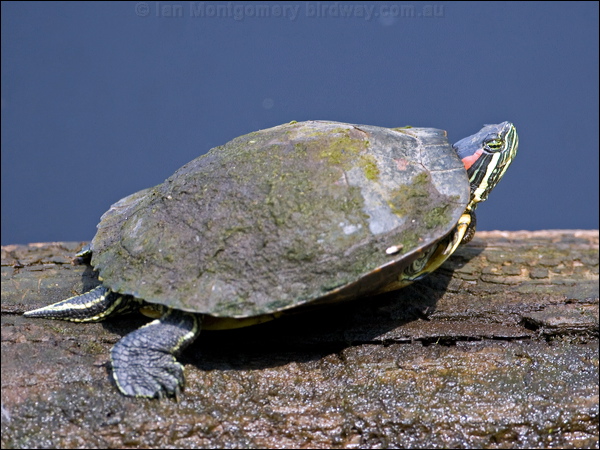 Red-eared Slider red_eared_slider_70091.psd