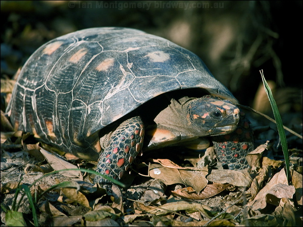 Red-footed Tortoise red_foot_tortoise_205886.psd