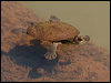 saw_shelled_turtle_156633