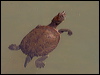 saw_shelled_turtle_156647